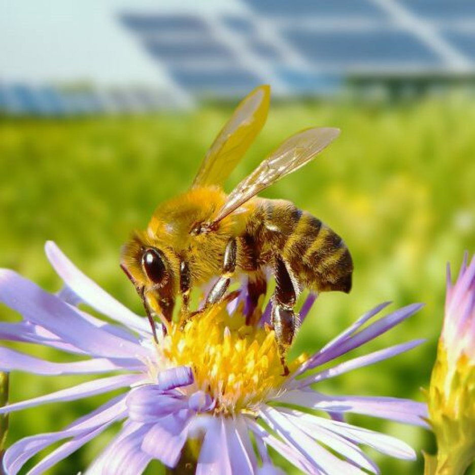 Bee resting on flower