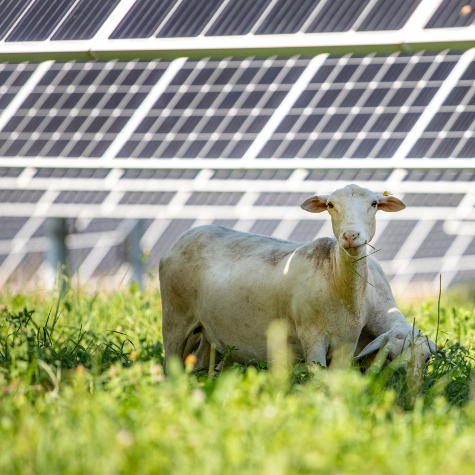 Sheep grazing peacefully in a field with a large solar farm in the background, demonstrating the concept of agrisolar land use