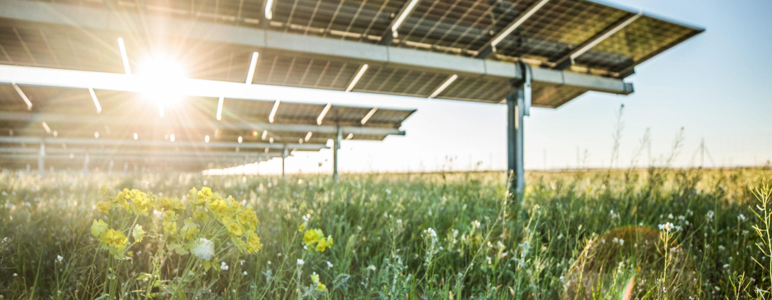 Solar panels in a field of wildflowers with the sun shining brightly