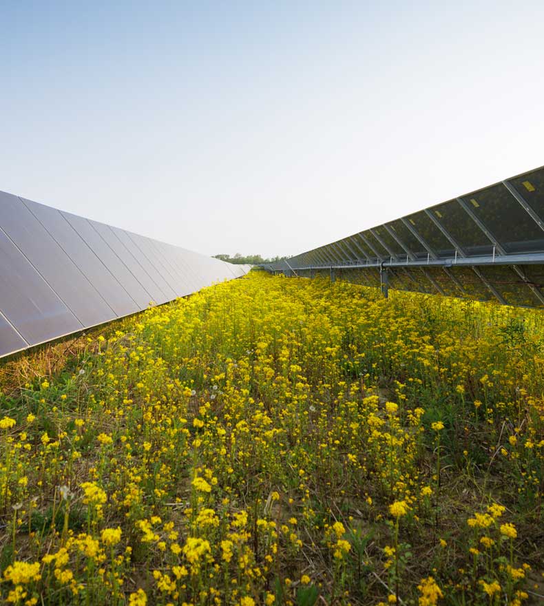 Rows of solar panels on a solar farm 